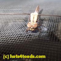 /home//u458753944/public_html/sourcegallery//Insects and small critters/dragonflies and damselflies/P5310598.JPG